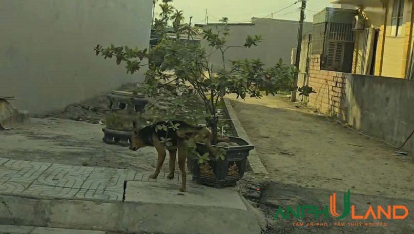 Chào bán lô góc tại TDP Hoàng Pha, phường Thiên Hương (Hoàng Động), TP Hải Phòng