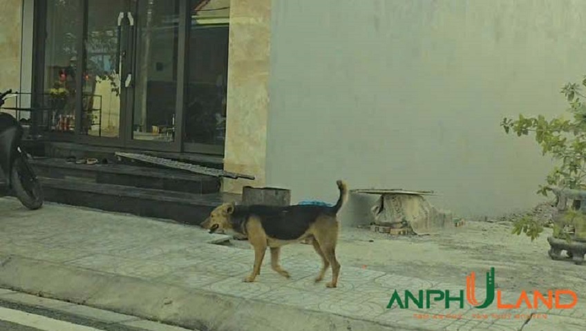 Chào bán lô góc tại TDP Hoàng Pha, phường Thiên Hương (Hoàng Động), TP Hải Phòng