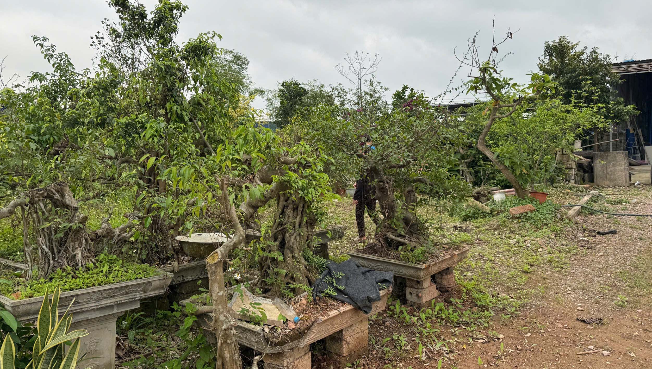 Chính chủ cần bán lô đất 03 rộng gần 2.000m² mặt đường ô tô tại xã Việt Khê, TP Hải Phòng