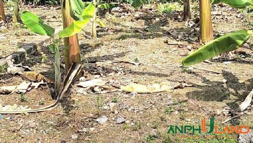 Em gái gửi bán lô đất đẹp tại phường Lê Ích Mộc (Quảng Thanh), TP Hải Phòng