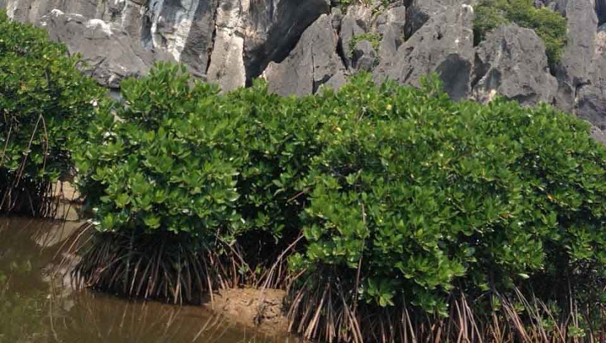 Cần bán quỹ đất lớn 54 ha tại Hoàng Tân, Quảng Yên, Quảng Ninh