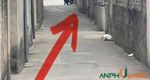 Cần bán lô đất 99 m2 tại TDP Đà Nẵng, Phường Thủy Đường ( Núi Đèo) , TP Thủy Nguyên