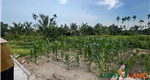 Cơ hội sở hữu lô đất đẹp giá công nhân tại Phường Thiên Hương, TP Thủy Nguyên, Hải Phòng