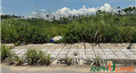 Cần bán lô đất hàng hiếm - tái định cư Phường Thủy Nguyên ( xã Hoa Động), TP Hải Phòng
