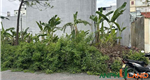 Cần bán lô biệt thự khu Đầm Tràng, Phường Thủy Nguyên ( xã Tân Dương), TP Hải Phòng