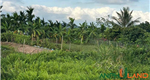 Bán lô đất hơn 2000m² view sông Giá cực đẹp tại phường Lưu Kiếm, TP Hải Phòng